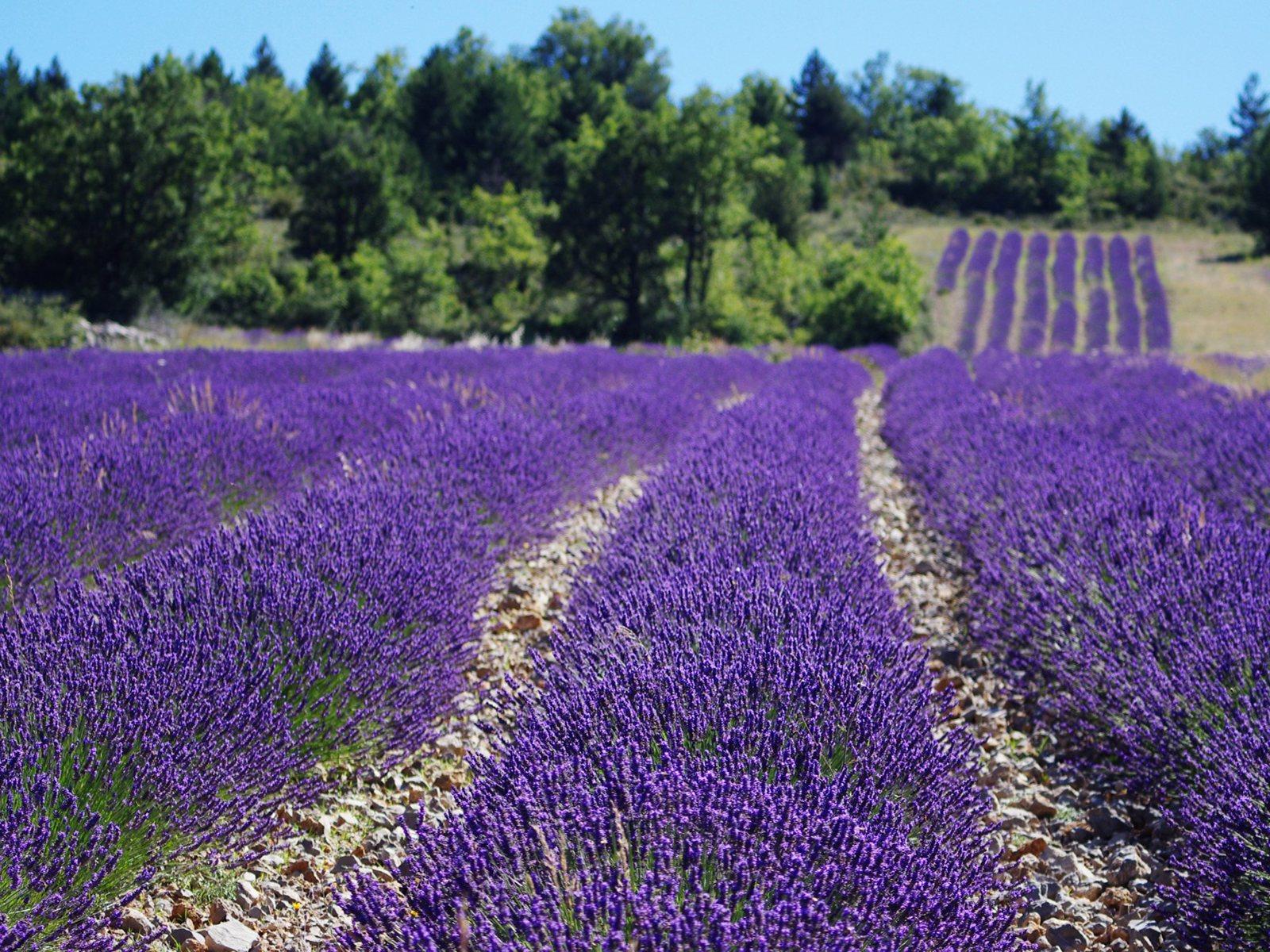 Lavender fields